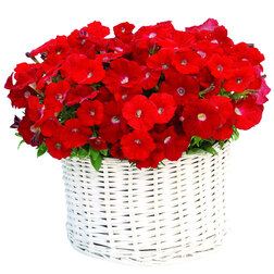 ������ ������ ������� ����������� �������� ��� (��-100�����) ���������������� ������   ����