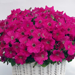 ������ ������ ������� ����������� �������� ���� (��-100�����) ���������������� ������   ����