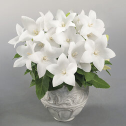 ������ ������ ���������� ��� ���� ���� (��-250��) ���������������� ������   ����