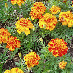 ������ ������ �������� ����������� ������� ������ (1��-1000��) ���������������� ������   ����