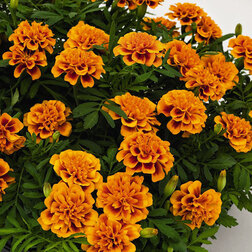 ������ ������ �������� ����������� ����� ����� ����� �� (��-1000��) ���������������� ������   ����