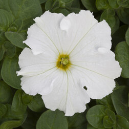 ������ ������ ������� ����������� ����� ���� (��-1000�����) ���������������� ������   ����