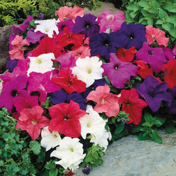 ������ ������ ������� ����������� ����� ��� �� ���� (1��-1000�����) ���������������� ������   ����