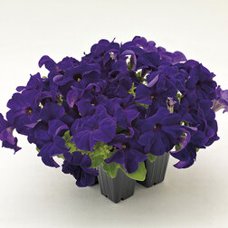 ������ ������ ������� ����������� ������� 360� ��� (��-1000�����) ���������������� ������   ����