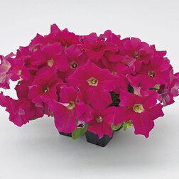 ������ ������ ������� ����������� ������� 360� ��� ���� (��-1000�����) ���������������� ������   ����