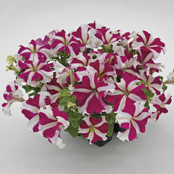 ������ ������ ������� ����������� ������� 360� ���� ���� (��-1000�����) ���������������� ������   ����