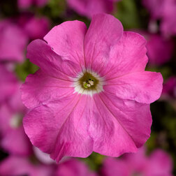 ������ ������ ������� ����������� �������� ���� (1��-1000�����) ���������������� ������   ����