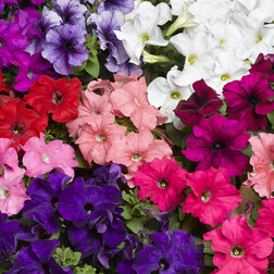 ������ ������ ������� ����������� �������� ���� (1��-1000�����) ���������������� ������   ����