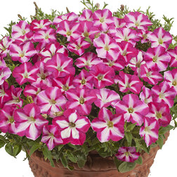 ������ ������ ������� ����������� �������� ���� ��� ���� (��-1000�����)   ����