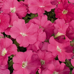 ������ ������ ������� ����������� ��������� ���� (1��-1000�����) ���������������� ������   ����