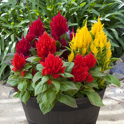 ������ ������ ������� �������� ����� ������ ������� ���� (��-1000��) ���������������� ������   ����