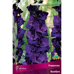 ������ ������ ��������� ��������������� ������ (10 ��.)   ����