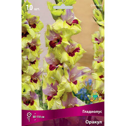 ������ ������ ��������� ��������������� ������ (10 ��.)   ����