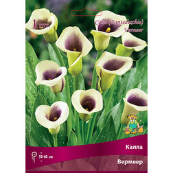 ������ ������ ����� �������   ����