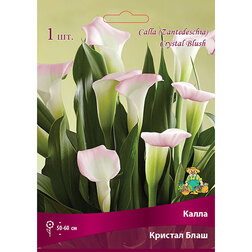 ������ ������ ����� ������� ����   ����