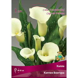 ������ ������ ����� ������ �������   ����