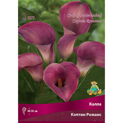 ������ ������ ����� ������ ������   ����