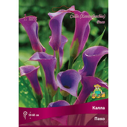 ������ ������ ����� ����   ����