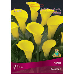 ������ ������ ����� �������   ����