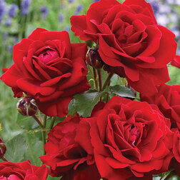 ������ ������ ���� ���������� ���������   ����