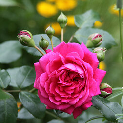 ������ ������ ���� ��������� ������   ����