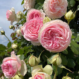 ������ ������ ���� ��������� ���� �� ������   ����