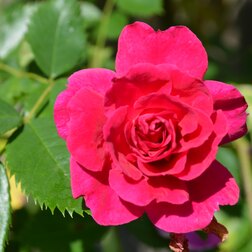 ������ ������ ���� ��������� ������������� ������� ������� �������   ����