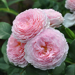 ������ ������ ���� �������� ���������� ������ ������   ����