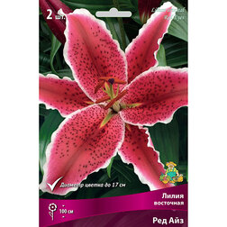 ������ ������ ����� ��������� ��� ��� (2 ��.)   ����