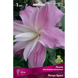 ������ ������ ����� ��������� ����� ����   ����