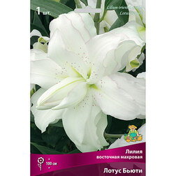 ������ ������ ����� ��������� ����� �����   ����