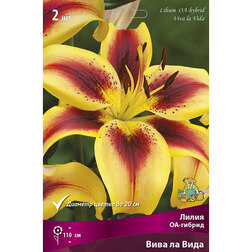 ������ ������ ����� ��-������ ���� �� ���� (2 ��.)   ����