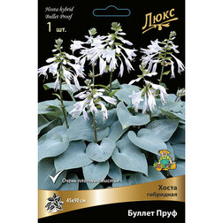 ������ ������ ����� ��������� ������ ���� *   ����