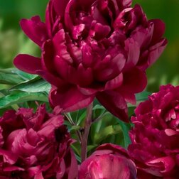 ������ ������ ���� ����������� ����� ���� *   ����