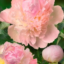 ������ ������ ���� ����������� ����� ����� *   ����