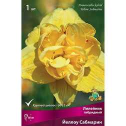 ������ ������ �������� ��������� ������ ��������   ����