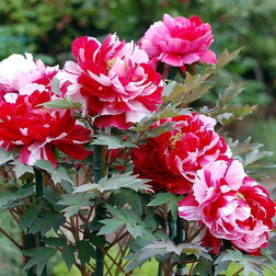 ������ ������ ���� ����������� ��� ��� ����   ����