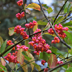 ������ ������ ��������� �����������   ����