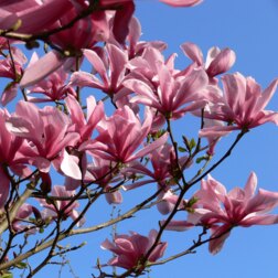 ������ ������ �������� ������� �������   ����