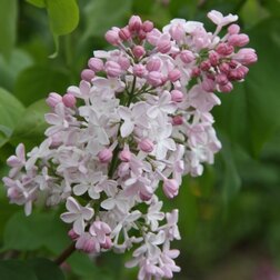 ������ ������ ������ ������������ �������   ����