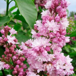 ������ ������ ������ ������������ ��������   ����