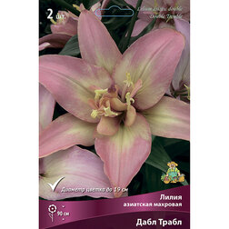 ������ ������ ����� ��������� ���� �����   ����