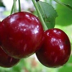 ������ ������ ����� ����������� ������� (�������)   ����