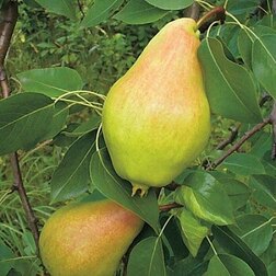 ������ ������ ����� ������   ����