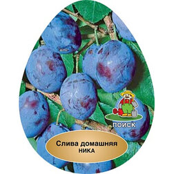 ������ ������ ����� ����   ����