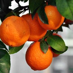 ������ ������ ������ ���� �������   ����