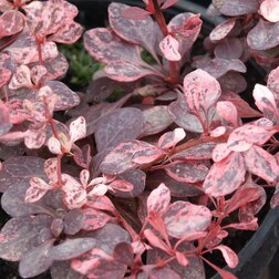 ������ ������ �������� �������� �������   ����