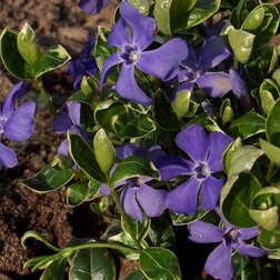 ������ ������ �������� ����� ����� ������   ����