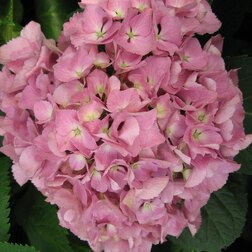 ������ ������ ��������� �������������� ��������   ����