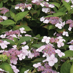 ������ ������ ��������� ��������� ��� ���   ����